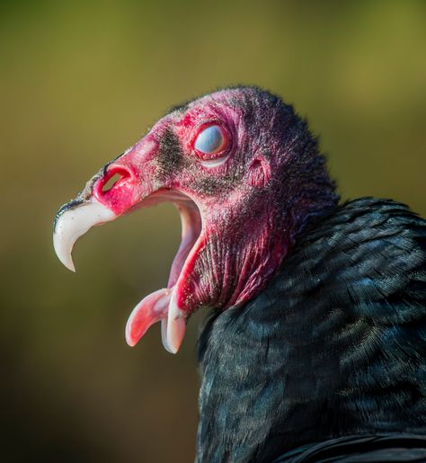 Turkey Vulture - eBird Turkey Vulture Illustration, Vulture Reference, Vulture Character, Vulture Wings, Vulture Marvel, Turkey Vultures, Vulture Bird, Black Vulture, Turkey Vulture