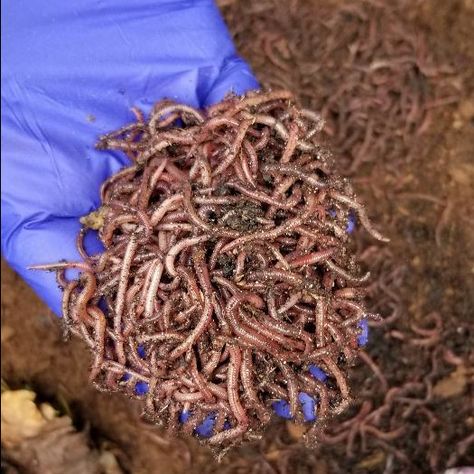 Red Wigglers: Unboxing My Composting Worms - Thistle Downs Farm Composting Worms, Worm Castings Tea, Red Wigglers, Worm Bin, Shade Grass, Chicken Tractors, House Farm, Worm Composting, Worm Farm