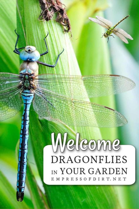 Dragonfly Habitat, Dragonfly Life Cycle, Attract Dragonflies, Ponds For Small Gardens, All About Water, Nature Words, Bees And Butterflies, Water Movement, Overwintering