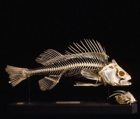 indo-skeleton of a Perca fluviatilis fish Fish Anatomy, Fish Skeleton, Fish Bones, Animal Skeletons, Multiplication Table, Library Art, Vulture Culture, Skeleton Art, Small Fish