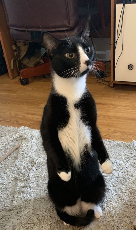 Tuxedo cat, funny, bicolor, meme Tuxedo Cats Funny, Cats Chilling, Bicolor Cat, Serval Cats, Pet Tips, Munchkin Cat, Ragdoll Kitten, Norwegian Forest Cat, White Kittens