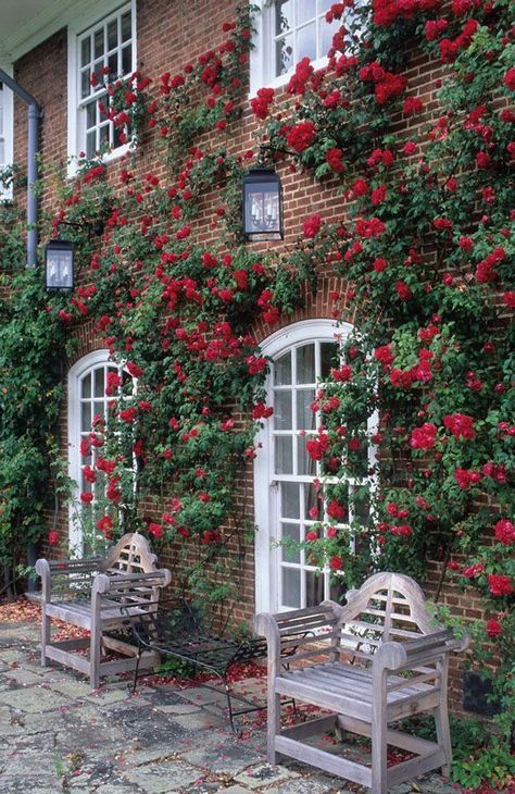 Red climbing roses on a brick building facade with white window trim. Red Climbing Roses, Rose Plant Care, Desain Lanskap, David Austin Roses, Planting Roses, Climbing Roses, Kew Gardens, Climbing Plants, Rose Wallpaper