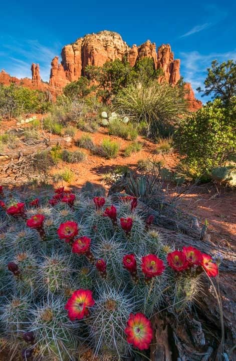 Arizona Flowers, Sedona Arizona Photography, Desert Places, Arizona Cactus, Arizona Photography, Arizona Landscape, Horse Trail, Western Landscape, Desert Life