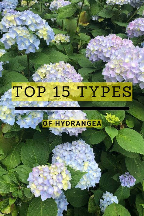 Explore the diverse world of hydrangeas with this comprehensive guide. With so many cultivars and varieties to choose from, hydrangea landscaping can sometimes be confusing. This article highlights the top 15 hydrangea types to suit every landscaping need. From classic favorites to lesser-known gems, uncover the ideal hydrangea to elevate your outdoor space, and get hydrangea care tips and information. Dive in now to make an informed decision and transform your garden into a blooming paradise! Smooth Leaf Hydrangea, Easiest Hydrangeas To Grow, Hydrangea Border Design, Mixed Hydrangea Garden, Types Of Hydrangea Bushes, Boho Hydrangea Plant, Hydrangea Foundation Planting, Hydrengas Garden Ideas, Landscaping With Hydrangeas Front Yards