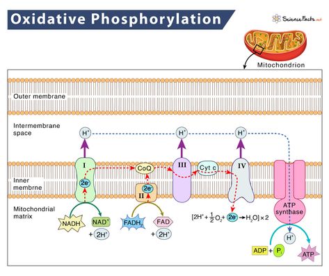 Oxidative Phosphorylation – Definition, Location, & Steps Biology Prints, Cellular Biology, Oxidative Phosphorylation, Biochemistry Notes, Biology College, Gene Editing, Electron Transport Chain, Redox Reactions, Krebs Cycle