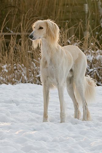 Saluki Dogs, Old Dogs, Whippet, Beautiful Dogs, I Love Dogs, Dog Life, Large Dogs, The Snow, Animals Beautiful