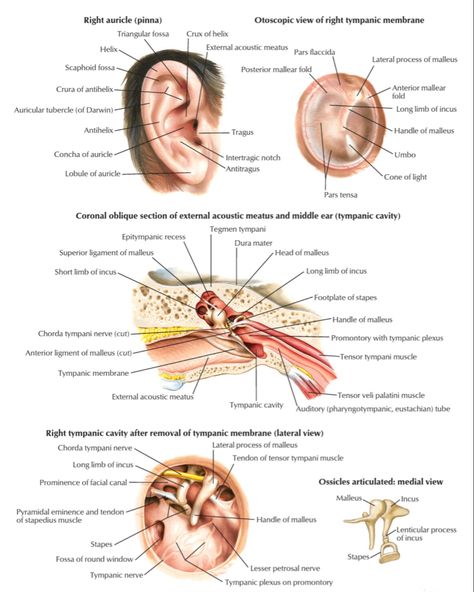 #ear #anatomy Ear Anatomy, Head And Neck, Cavities, Anatomy, Medicine, Human Body, Human