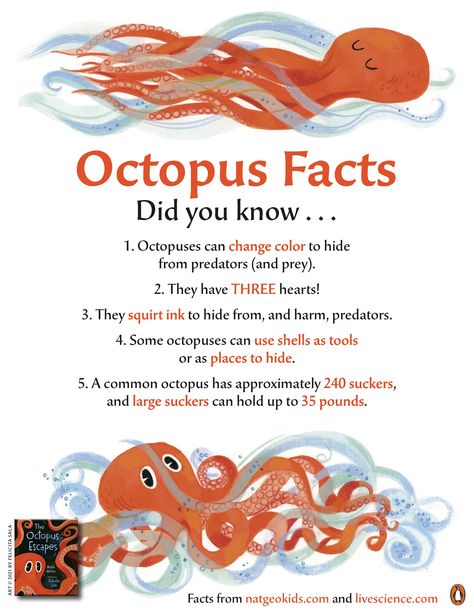 Test your knowledge with these facts about octopuses! Fun Facts About Octopus, Facts About Sea Animals, Facts About Octopus, Octopus Activities, Octopus For Kids, Seahorse Facts, Ocean Animals Preschool, Octopus Facts, Ocean Lesson Plans