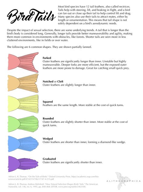 Wing Design Art, Sparrow Reference, Bird Wings Reference, Feather Anatomy, Avian Anatomy, Wing Anatomy, Types Of Wings, Bird Anatomy, Wing Feathers