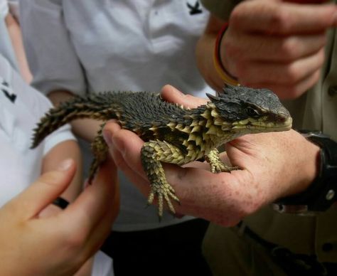 Turns out that dragons are real and they come from South Africa (Latin name 'Smaug gigantaeus') Sungazer Lizard, Hobbit Smaug, Armadillo Lizard, Cute Reptiles, Little Dragon, Reptiles And Amphibians, Bearded Dragon, Lizards, Genetic