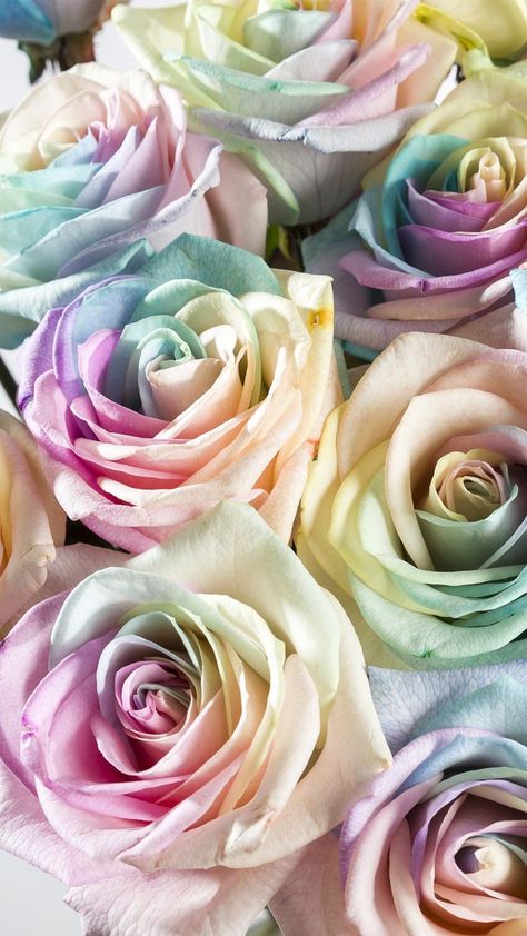 Rainbow Roses Wallpaper, Pastel Rainbow Wallpaper, Arte Aesthetic, Roses Art, Iphone Wallpaper Stills, Roses Wallpaper, Different Types Of Flowers, Rose Flower Wallpaper, Fruit Wallpaper