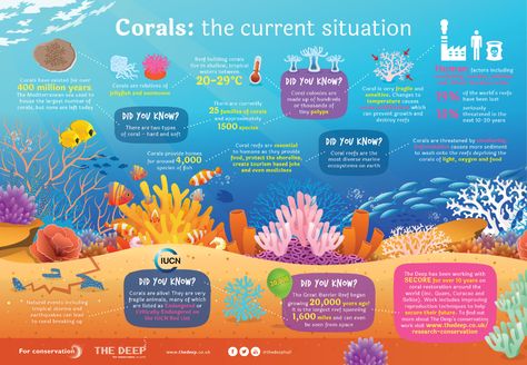 5 Amazing Facts About Coral Reefs | ReefCI Coral Reef Bleaching, Coral Reef Ecosystem, Ocean Projects, Coral Reef Aquarium, Coral Bleaching, Save Our Oceans, Information Poster, Marine Conservation, Reef Aquarium