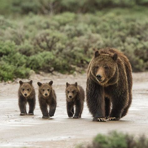 Beruang Grizzly, Yellowstone Photography, Trophy Hunting, Brown Bears, Jane Goodall, Stunning Photography, Wildlife Conservation, Grizzly Bear, Endangered Species