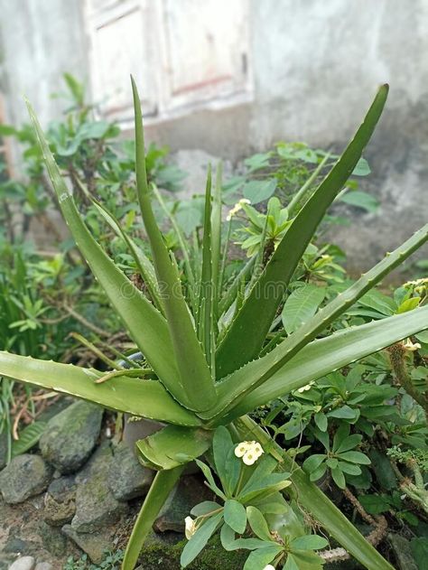 Aloe vera plants in front of the house are thriving stock images Vector Symbols, Aloe Vera Plant, House Front, Aloe Vera, The House, Photo Image, Stock Images, Stock Photos, Plants