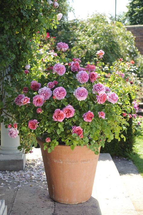 Successful Container Roses - Florissa | Flowers, Roses, Fruits & More Roses In Containers, Container Roses, Tanaman Indoor, Tanaman Pot, Container Garden Design, نباتات منزلية, Hardscape Design, Container Gardening Flowers, Growing Roses