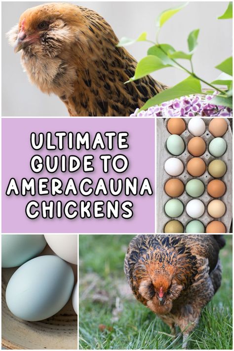 Ameraucana Chickens: The Ultimate Guide to This Blue-Egg Layer Blue Egg Laying Chickens, Blue Chicken Eggs, Cinnamon Queen, Araucana Chickens, Ameraucana Chicken, Chicken Tips, Chicken Raising, Best Egg Laying Chickens, Laying Chickens