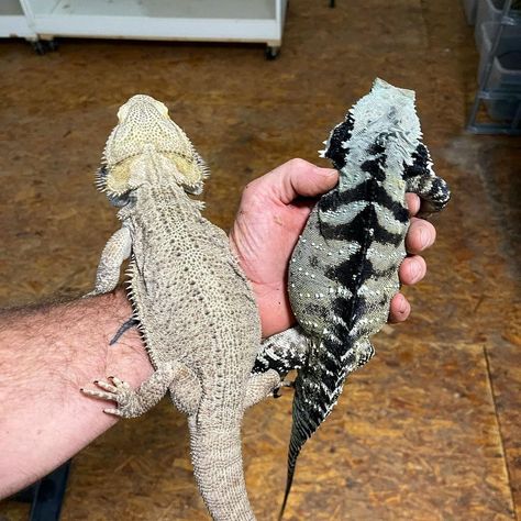 Fat Bearded Dragon, Black Bearded Dragon, Bearded Dragon Outfits, Dragon Refrences, Bearded Dragon Aesthetic, White Bearded Dragon, Bearded Dragon Tank Ideas, Bearded Dragon Morphs, Fancy Bearded Dragon