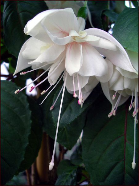 White Fuchsia, Max Planck, Cheap Plants, Imperial College London, Fuchsia Flower, Fuchsia Flowers, Backyard Flowers, Plant Seedlings, White Plants