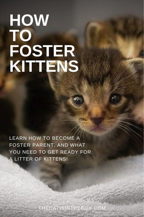 Litter Of Kittens, Becoming A Foster Parent, Foster Kittens, Kitten Care, Cat Enclosure, Cat Merchandise, Cat Carrier, Foster Parenting, Come Home