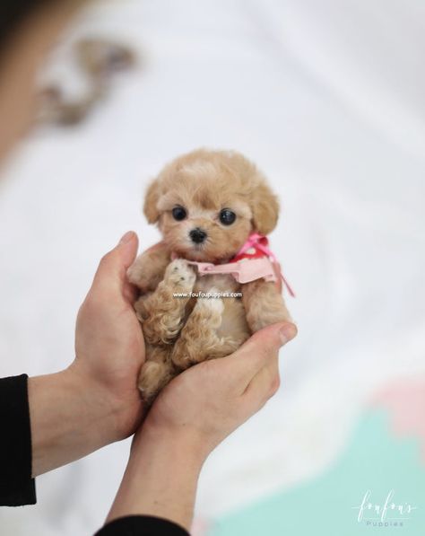 Tattoos Dog, Teacup Poodle Puppies, Micro Teacup Puppies, Teacup Puppy, Maltipoo Puppies For Sale, Teddy Bear Puppies, Morkie Puppies, Cute Fluffy Dogs, Cute Teacup Puppies