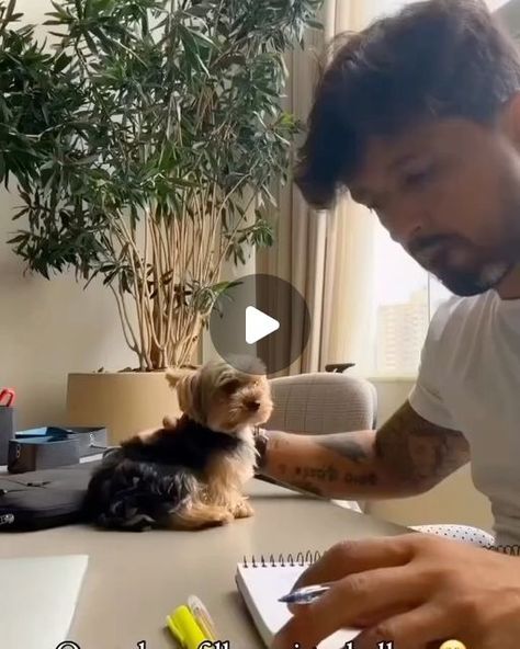 Yorkshire Terrier on Instagram: "Let's study with us

📽️ @menordoplaneta_jj @lea_and_loki_yorkies @duckytheyorkie

Shop T-Shirts Yorkshireterrie 👕 ⤵️
💛 LINK IN OUR BIO💛 

———————————————
Worldwide Shipping ✈️🌎 👕 
100% Satisfaction Guarantieed
We are sure you will like it 😘

#yorkiepuppies #yorkiepuppies #puppylove #petlovers #yorkieboy #yorkiesofig #yorkiegram #yorkies #pet #yorkienation #yorkshirelovers #cutedog #instayorkie #yorkiefamous #yorkielover #cutedogs #doglove #yorkiegirl #doglovers #puppy #yorkiesofinstagram #yorkielovers #terrier #instadog #puppiesofinstagram #yorkie" Yorkie Terrier Puppy, Biewer Yorkshire, Yorkshire Terrier Funny, Yorkshire Puppies, Teacup Yorkie Puppy, Puppy Cut, Yorkie Puppies, Yorkie Terrier, Yorkie Lovers