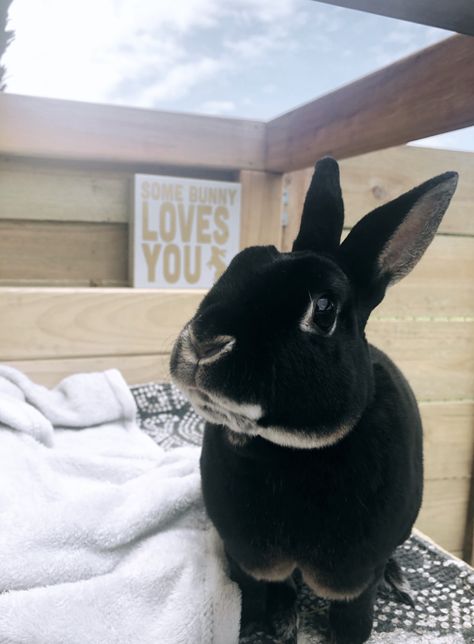 @eddy.and.lola IG  mini rex and Netherland dwarf rabbit Black Otter Rex Rabbit, Keeping Rabbits, Farm Goals, Rabbit Shed, Mini Rex Rabbit, Bunny Buns, Animal Poses, Rabbit Stuff, Rabbit Black