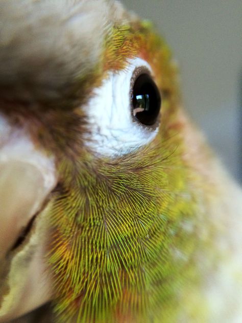 pineapple green cheek conure close up. His name is cortez Pineapple Green Cheek Conure, Pineapple Conure, Conure Bird, Green Cheek Conure, Parrot Drawing, Conure Parrots, Bird Mom, Cute Small Animals, Bird Care