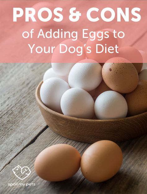 Can Dogs Eat Eggs? | The Pros and Cons of Adding Eggs to Your Dog’s Diet #dogdiet #dogfood Homemade Dog Food With Eggs, Raw Eggs For Dogs, Egg Dog Treats, Dried Eggs, Eggs For Dogs, Can Dogs Eat Eggs, Kitty Treats, Healthy Dog Food, Doggy Treats