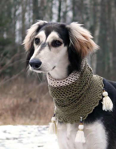 Saluki - Album on Imgur Saluki Dogs, Dogs Lover, Whippet, Beautiful Dogs, 귀여운 동물, Dog Pictures, Dog Life, I Love Dogs, Dog Love