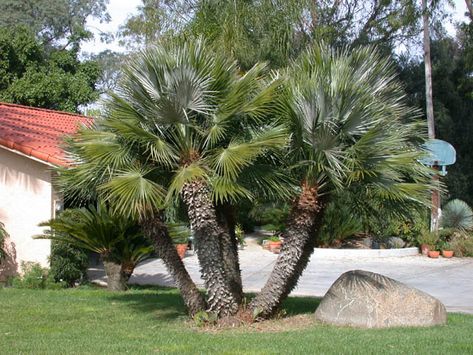 Palm Tree Varieties Common and Latin Names Palm Tree Types, Livistona Chinensis, Cold Hardy Palm Trees, European Fan Palm, California Landscaping, Canary Island Date Palm, Fishtail Palm, Palm Tree Pictures, Kentia Palm