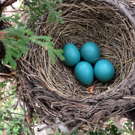 https://flic.kr/p/noG6Gq | Four robin's eggs! Robin Nest, Robin Eggs, Beach Cottage Exterior, Egg Photo, Bird Nests, Nature Colors, Cottage Exterior, Reference Pictures, Gcse Art