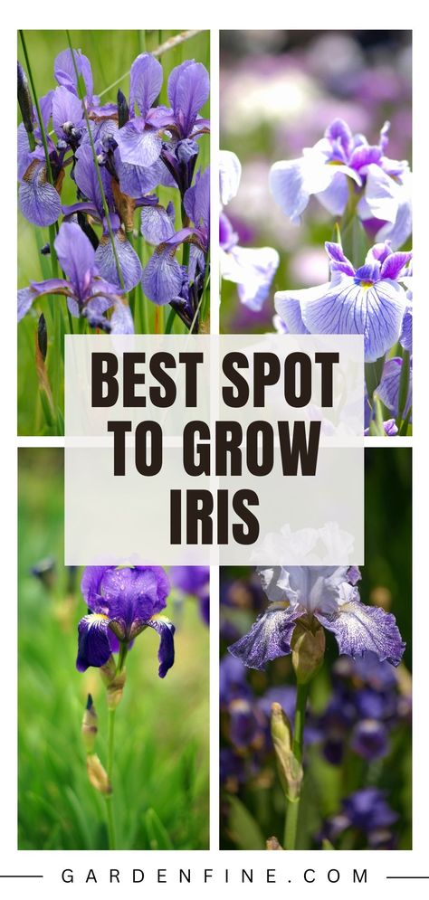 Save this pin to learn where to plant iris for a vibrant garden! Find the best location to grow your own beautiful irises and elevate your gardening game. #PlantingIris #GardeningTips Planting Iris Rhizomes, African Iris Landscaping Garden Ideas, How To Plant Iris Bulbs, Where To Plant Irises, When To Plant Iris Bulbs, Iris Landscaping Ideas, Planting Iris Bulbs, Iris Garden Landscaping, Iris Companion Plants