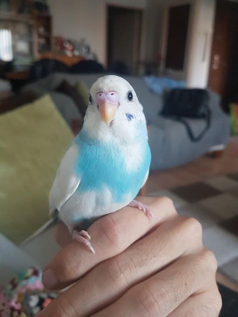 Parakeet Aesthetic, Cute Budgies, Baby Parakeets, Pet Parakeet, Yellow Budgie, Baby Budgies, Blue Budgie, Blue Parakeet, Budgies Bird