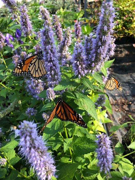 How To Attract Monarch Butterflies To Your Yard - Butterfly Bush Aesthetic, Butterfly Farm Aesthetic, Lydia Astetic, Kiana Core Vibe, Butterfly Garden Aesthetic, Butterflies In Garden, Monarch Butterfly Aesthetic, Iris Core, Butterfly In Garden