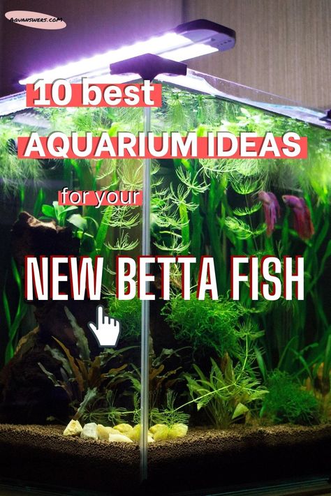 Art Anime Tattoo, Nails Animation, Planted Betta Tank, Unique Fish Tanks, Aquascaping Ideas, 10 Gallon Fish Tank, Fish Tank Ideas, Fish Tank Themes, Fish Tank Terrarium