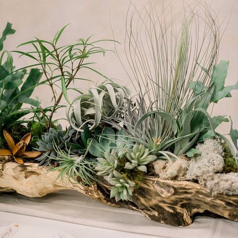 Driftwood And Flowers, Air Plant Wedding Decor, Airplant Tablescape, Air Plants On Driftwood, Driftwood Table Decor, Driftwood Table Centerpiece, Driftwood Flower Arrangements, Driftwood Floral Arrangements, Driftwood Centerpiece Wedding