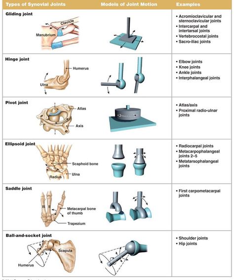 Different types of joints with joint motion #nptestudybuddy #pcestudybuddy #studybuddyfacts #npte #ptstudent #dptstudent Types Of Joints, Human Joints, Joints Anatomy, Body Joints, Muscle Anatomy, Human Anatomy And Physiology, Medical Anatomy, Hand Therapy, Bones And Muscles