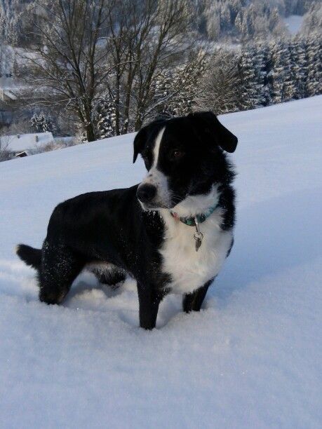 Border collie - Labrador mix winter 2016 Border Collie Black Lab, Labrador Mix, Border Collie Mix, Dog Mixes, Labrador Retriever Mix, Kitten Love, Pretty Dogs, Breed Dogs, Mixed Breed Dogs