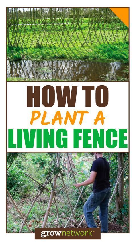 Tree Seedlings, Living Fence, Florida Gardening, Survival Gardening, Backyard Fences, How To Grow Taller, Garden Fencing, Plant Nursery, Garden Fence