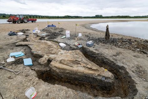 Prehistoric 'sea dragon' ichthyosaur fossil discovered in U.K. reservoir Dragon Fossil, Rutland Water, Dinosaur Era, Jurassic Coast, Apex Predator, Sea Dragon, Nature Reserve, Leicester, Sea Creatures