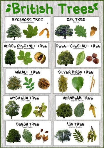 British Trees Laminated Nature Poster - Size A1 (84.1 cm ... https://www.amazon.co.uk/dp/B00HZ0AFB2/ref=cm_sw_r_pi_dp_x_ozE4zbWJ4BAB4 Tree Leaf Identification, Sweet Chestnut Tree, Identifying Trees, Leaf Identification, Types Of Trees, Horse Chestnut Trees, Forest School Activities, Tree Id, Sweet Chestnut