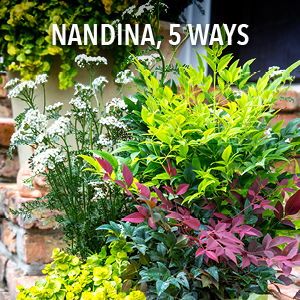 5 Ways to Use Compact Nandinas from Southern Living in Your Landscape  Bursting with color and texture, nandina is a surefire way to add dimension and interest to a landscape. Here are five ways to put it to use.  #nandinas #compact #noninvasive #southernliving #landscapeplants #foundationplants #fallcolor Nandina Gulf Stream, Blush Pink Nandina, Flirt Nandina Landscaping, Nandina Companion Plants, Nandina Landscaping Front Yards, Nandina Obsession, Moody Exterior, Nandina Plant, Foundation Plants