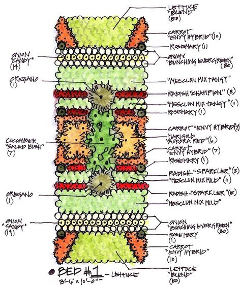 LETTUCE BED Biointensive Gardening, Square Foot Gardening Layout, Companion Gardening, Garden Companion Planting, Vegetable Beds Raised, Backyard Garden Layout, Vegetable Garden Raised Beds, Garden Layout Vegetable, Vegetable Garden Planning