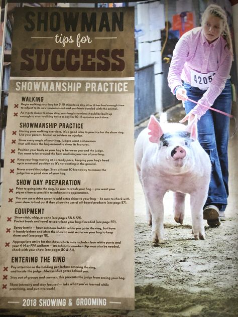 Nasco swine showman tips for success Livestock Quotes, Livestock Judging, Pig Facts, Livestock Barn, Pig Showing, Raising Pigs, Pot Belly Pigs, Pig Pen, Show Cattle