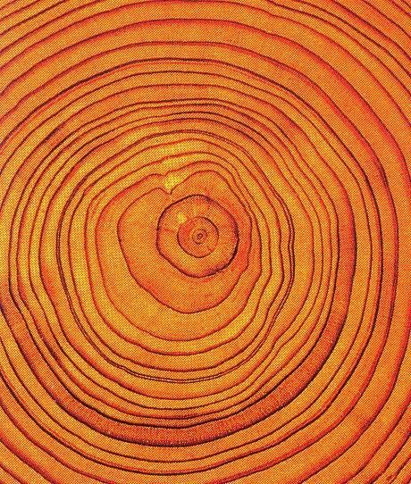 Leaf Vector, Soyut Sanat Tabloları, Trending Pins, Tree Rings, Orange You Glad, Sopot, Orange Aesthetic, Tree Photography, Orange Tree