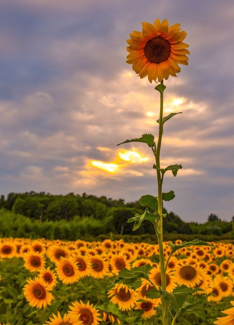 Last summer while in northern Michigan, gallivanting about the most beautiful sunflower fields I have ever seen....there it was. This beauty standing so tall and proud...out of the many hundreds of thousands of sunflowers at this farm, this one was in a class by itself! Sweet, little inspirational sunflower!!  **I offer prints on the following mediums: ready to hang 'lifelike' metal and canvis. I also offer Lustre finish gallery paper prints - FREE shipping on all domestic orders.Lustre paper pr Tall Sunflowers, Sunflower Landscape, Sunflower Farm, Sunflower Photography, Michigan Photography, Flower Identification, Small Sunflower, White Sunflowers, Sunflower Field