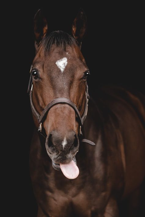 EQUINE PHOTOGRAPHERS  If you are struggling with having posing structure or what to say to clients during you black background sessions this guide is for you! Here is the link for those who are interested! Horse Photoshoot Ideas, Equine Photography Poses, Horse Background, Equine Portraits, Equine Photographer, Farm Photo, Horse Portrait, What To Say, Equine Photography