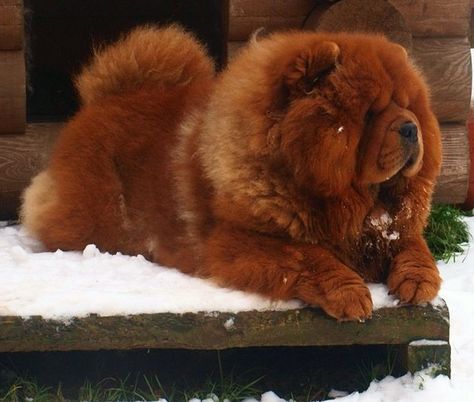 Red Chow Chow, Dogs Chow Chow, Chow Chow Dog Puppy, Chow Chow Puppies, Chow Puppies, Chow Chow Dog, Chow Dog, Giant Dog Breeds, Chow Chow Puppy