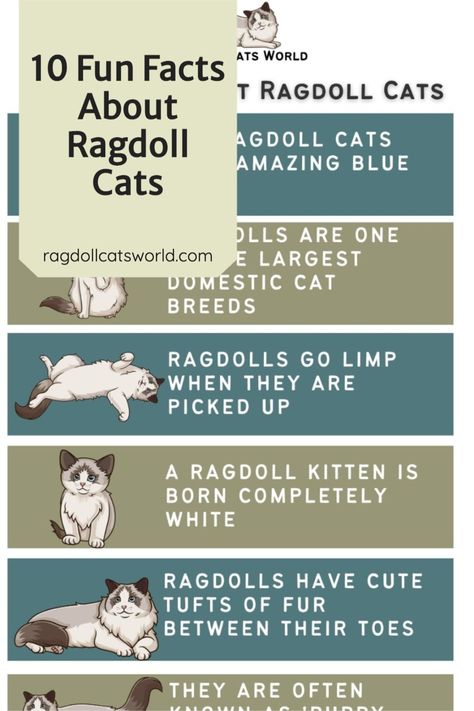 Ragdoll Cat Pictures, Mink Ragdoll Kitten, Ragdoll Colors Chart, Ragdoll Kitten Aesthetic, Ragdoll Cat Aesthetic, Ragdolls Cats, Cat Facts Funny, White Ragdoll Cat, Ragdoll Cat Breeders