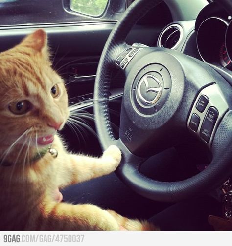 The worst part is, she's drunk. Cat Driving Car, Cat Driving, Car Funny, Internet Cats, Driving Car, Cat Drinking, Car Driving, Orange Tabby, Cat People